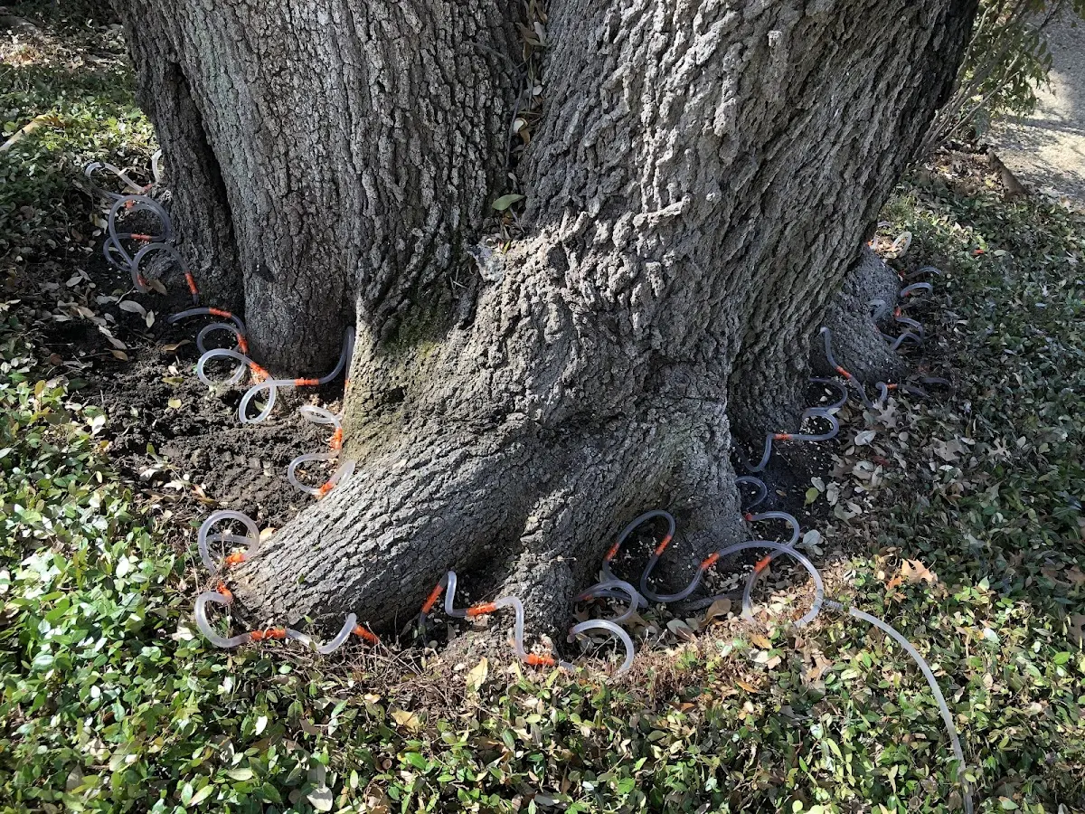 Detailed Tree Cabling and Bracing job site in Elkhart